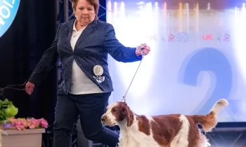 Národná výstava 2025