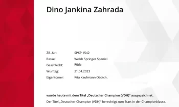 Dino VDH šampión