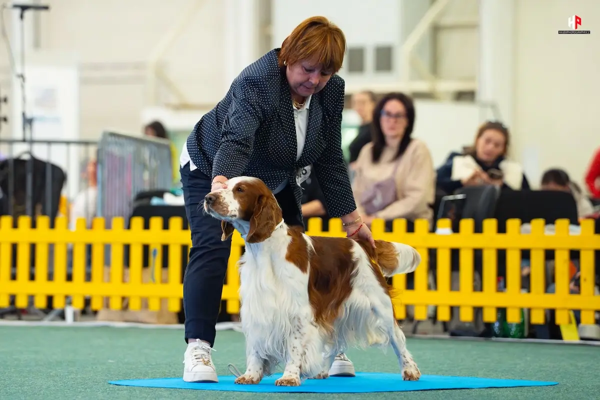 28.02.2025 VICTORY DOG SHOW