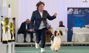 Victory Dog Show
