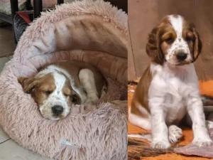 FLORENC Idol Bohemia