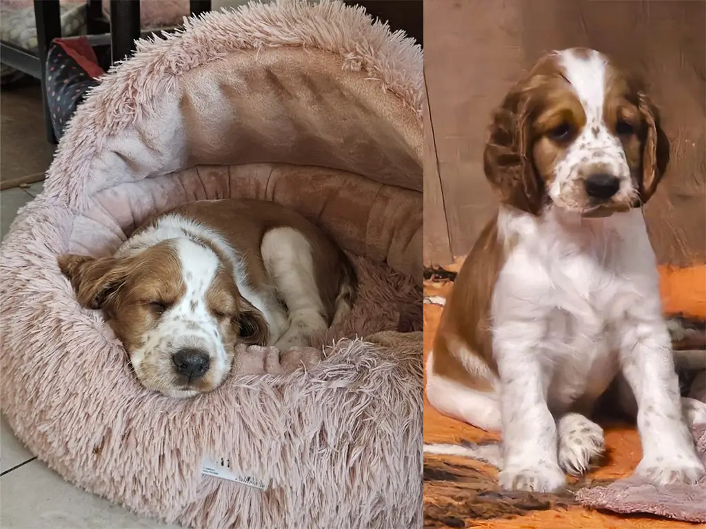 FLORENC Idol Bohemia